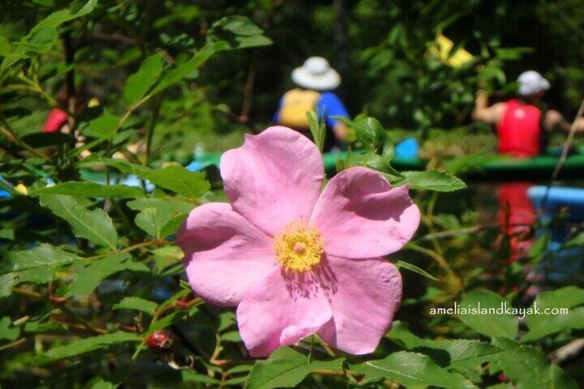 Wild Rose