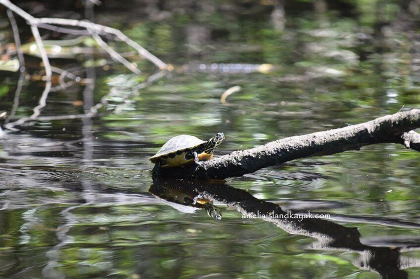 Creek resident.