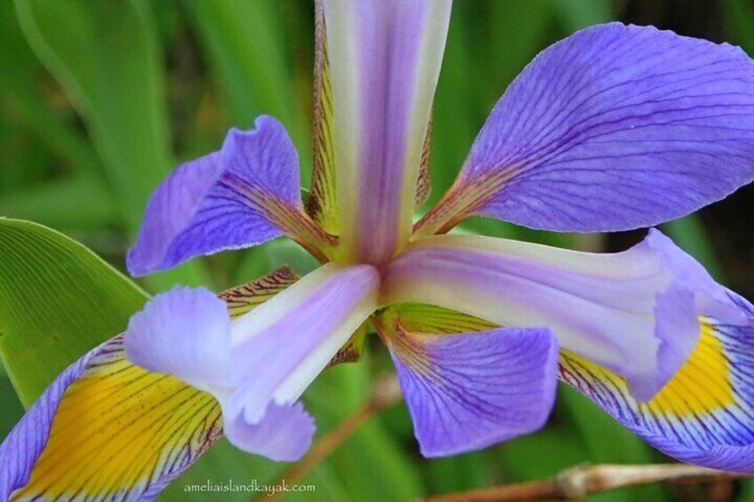 Blue Flag Iris