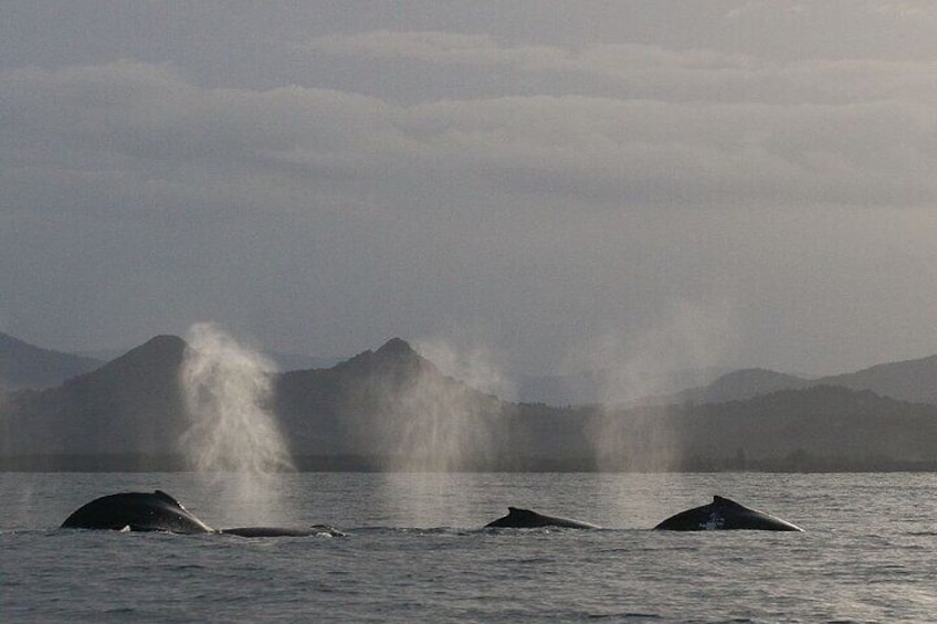 Whale Blow Mount Warning