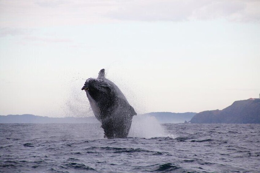 Breach