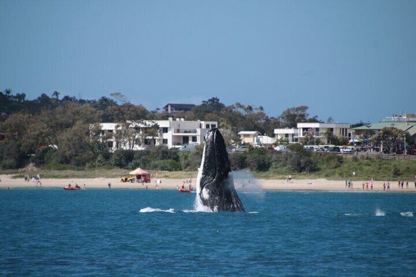 Whale and Byron Bay