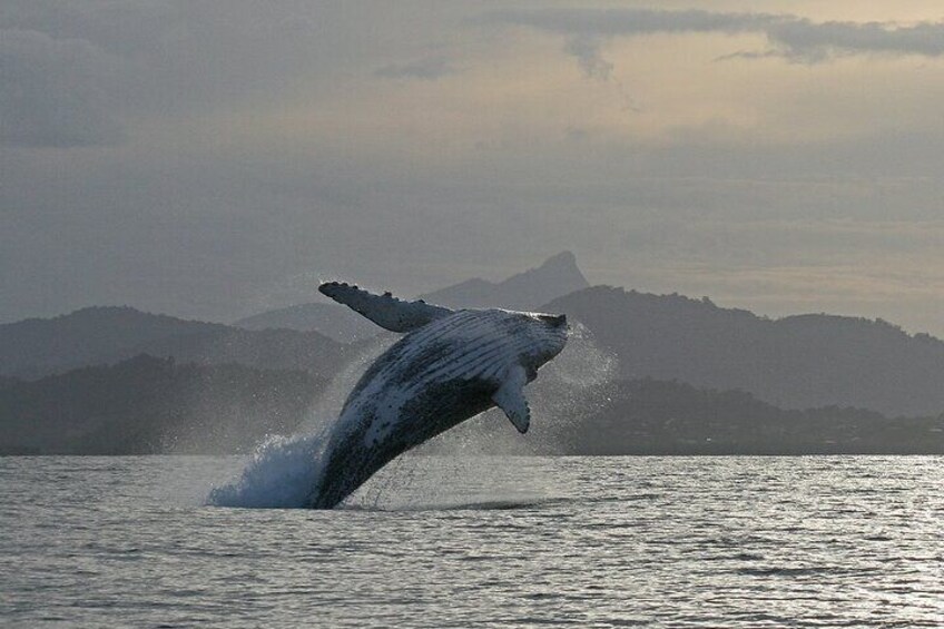 Breach and Mount Warning
