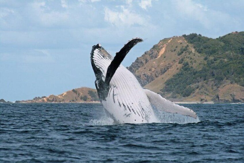 Whale Breach Cape Byron