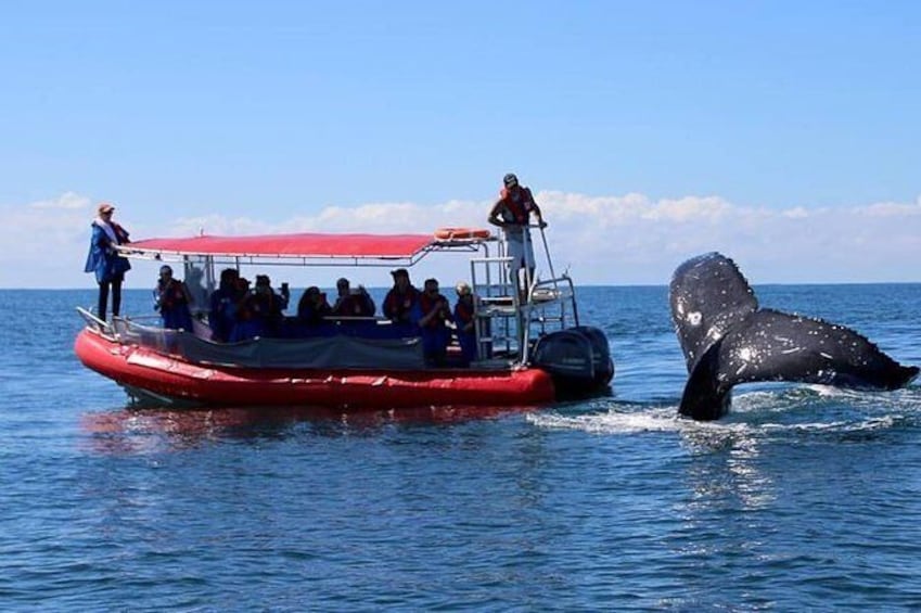 Byron Bay Whale Watching Cruise
