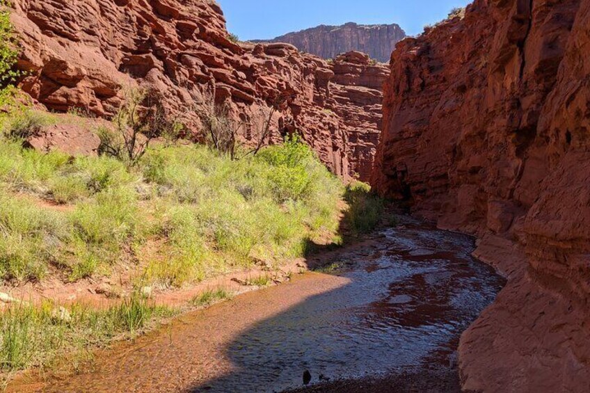 Cool Off In A Creek