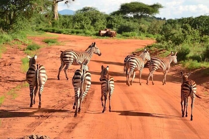 Tsavo East Day Safari