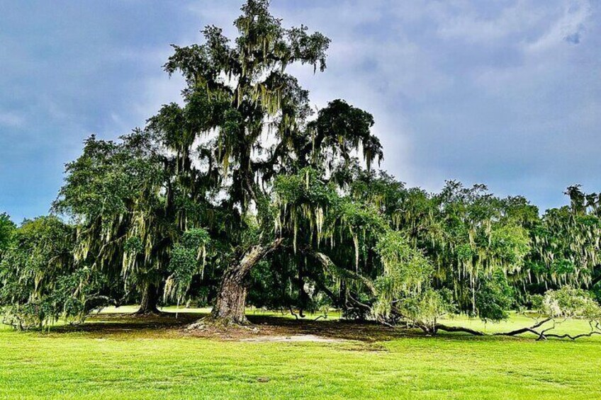 "Private Tour: New Orleans to the Scenic North Shore 