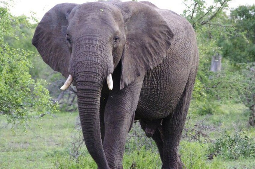 Sabi Sands Reserve Express Safari 5 days/ 4Nights ( Camping)