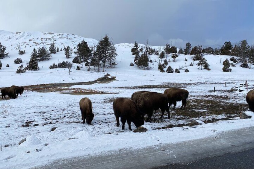 Yellowstone Winter Private Tour from Bozeman