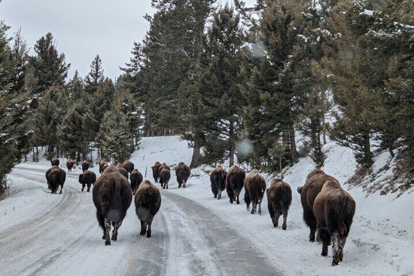 Yellowstone Winter Private Tour from Bozeman