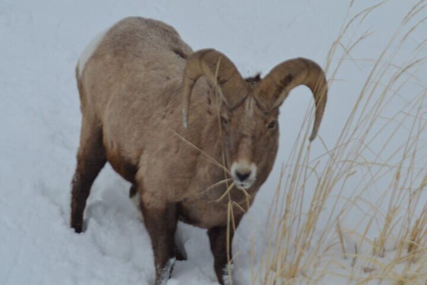 Yellowstone Winter Private Tour from Bozeman