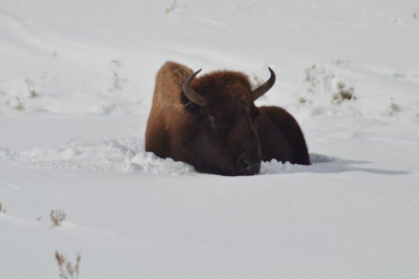 Yellowstone Winter Private Tour from Bozeman