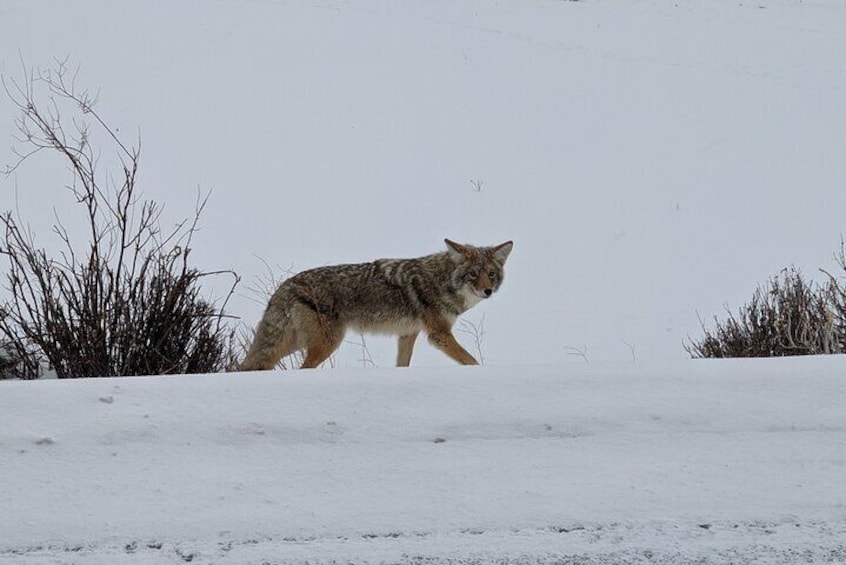 Yellowstone Winter Private Tour from Bozeman