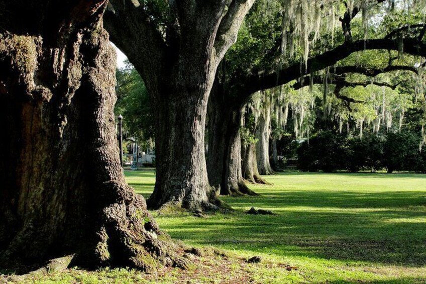 New Orleans City Park Private Tour and Exploration Game