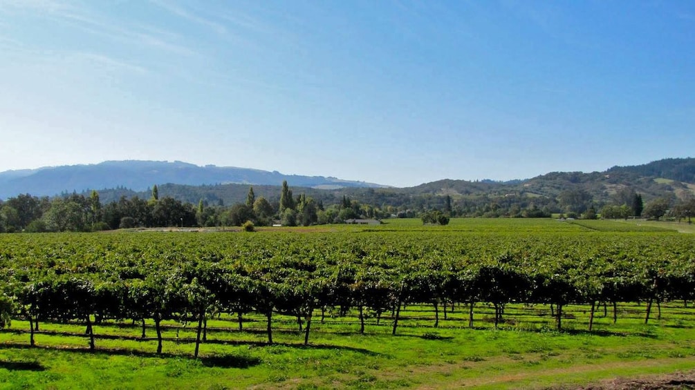 Vineyard in California