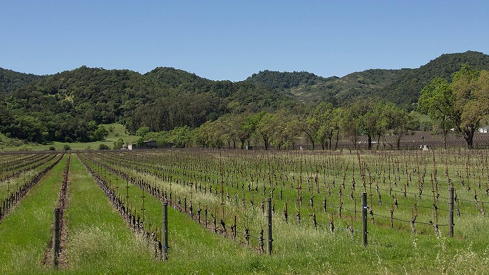 Vineyard in California