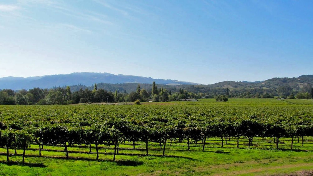 Vineyard in California