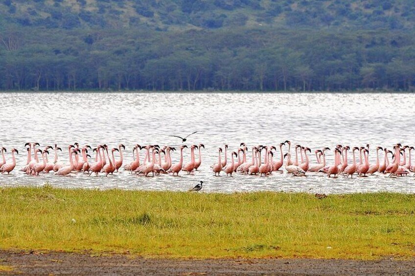 The best of Nakuru walking tour