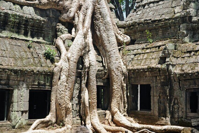 strangler fig at Ta Prohm East gate