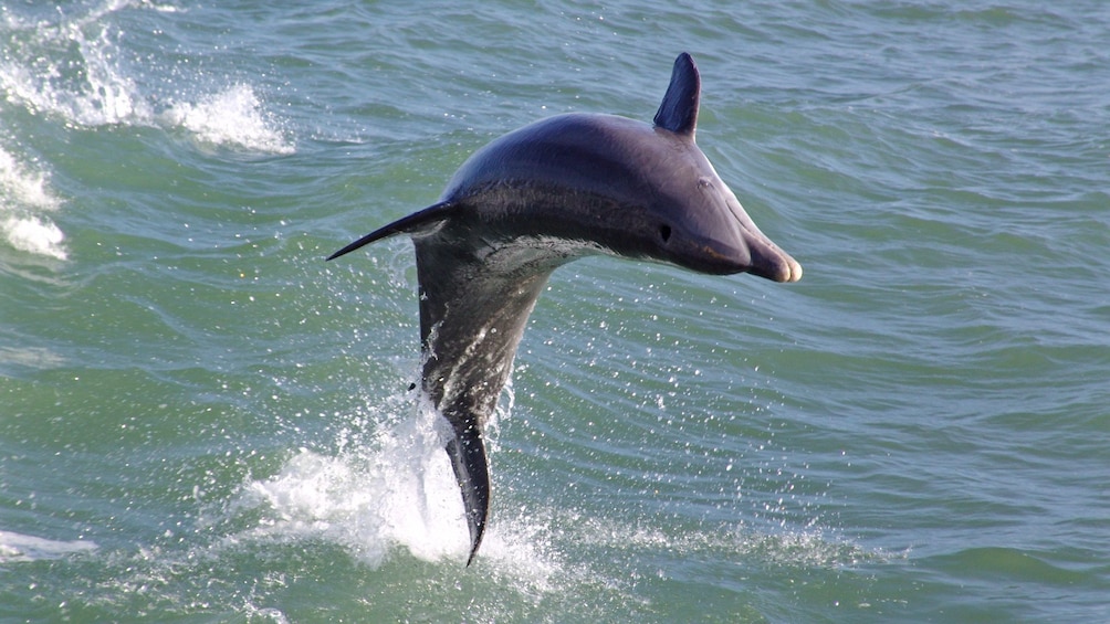 Close view of a dolphin in St. Petersburg, Florida  