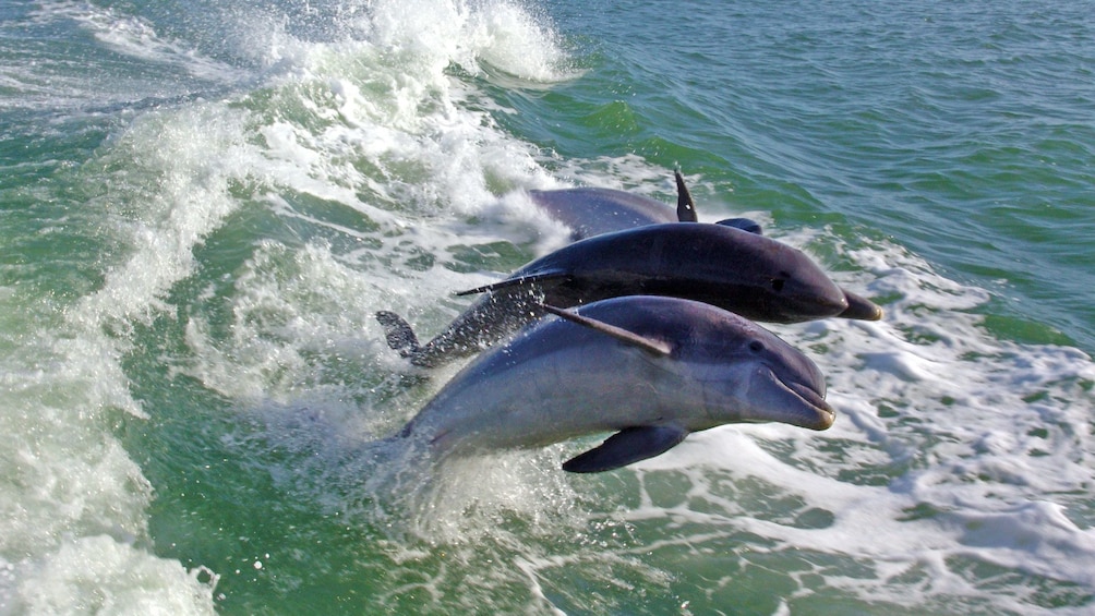 Pair of dolphins in St. Petersburg, Florida  