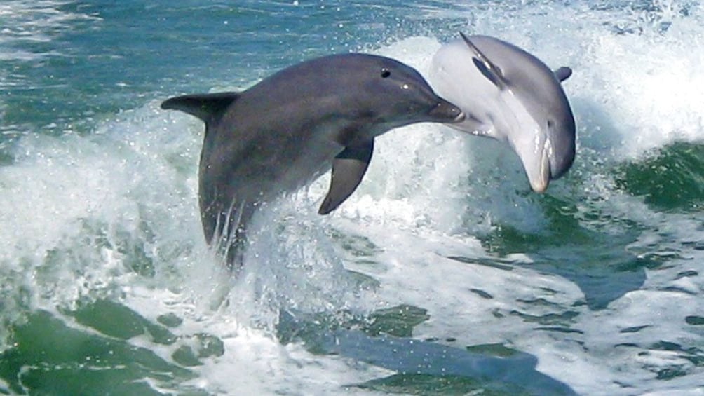 Stunning view of dolphins in St. Petersburg, Florida  