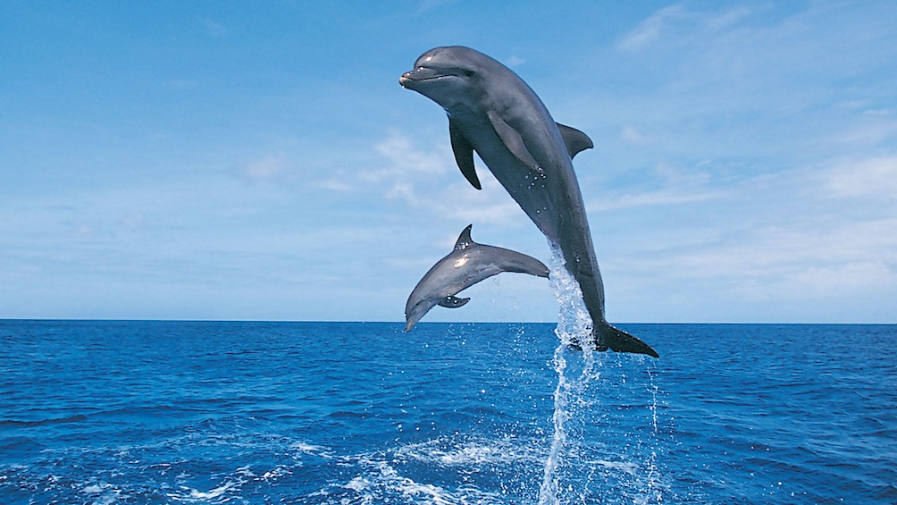 Show item 4 of 8. Dolphins jumping out of the water in St. Petersburg, Florida