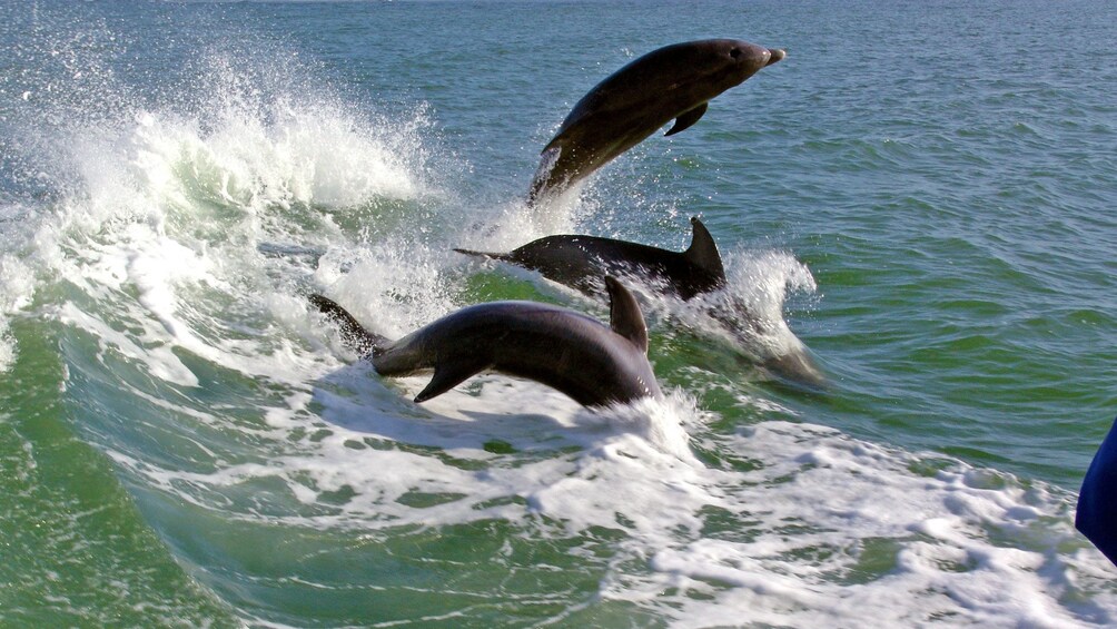 Pack of dolphins in St. Petersburg, Florida  