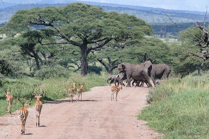 8-Day Private Safari in Tanzania