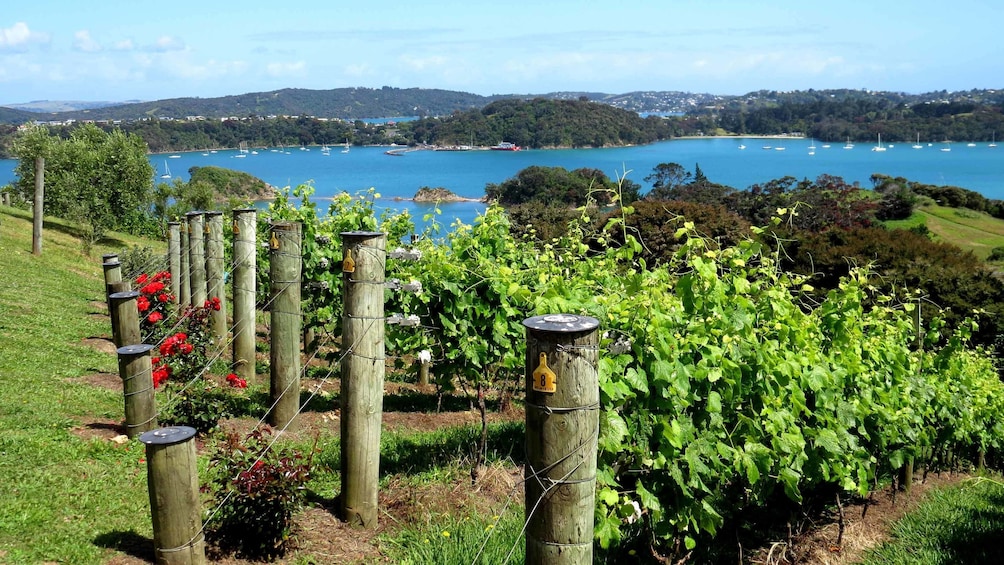 rows of grape vines in new zealand