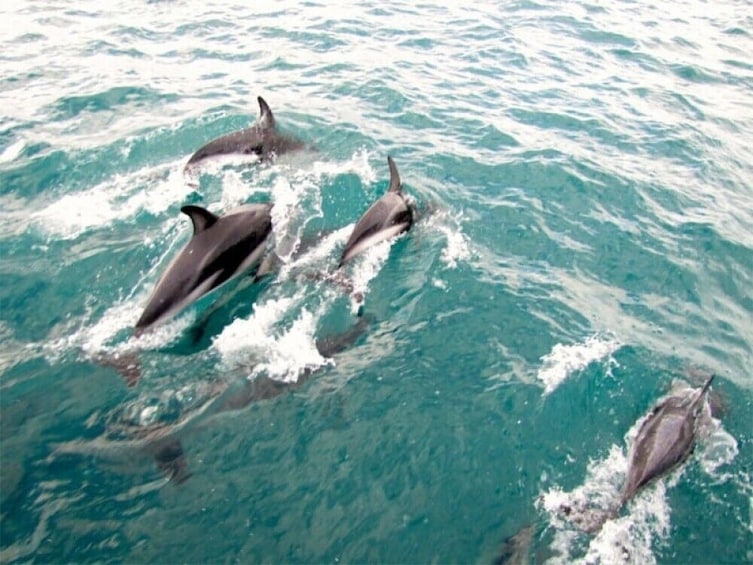 Activity Akaroa Cruise Excursion - Harbour Nature Cruise