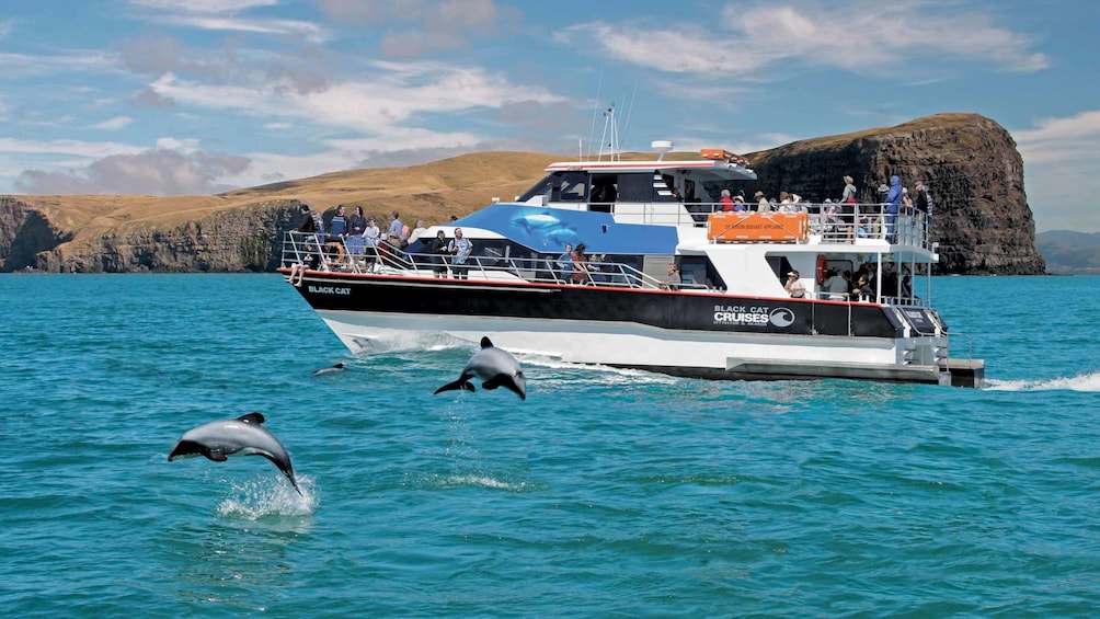 small cruise boat with dolphins in new zealand