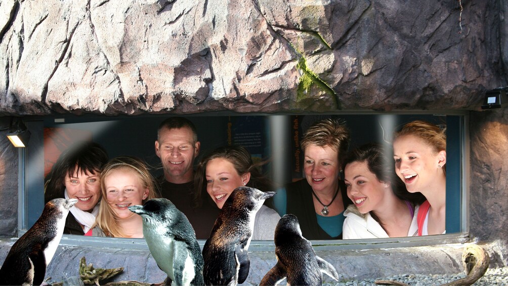Penguins at the Antarctic Center in Christchurch