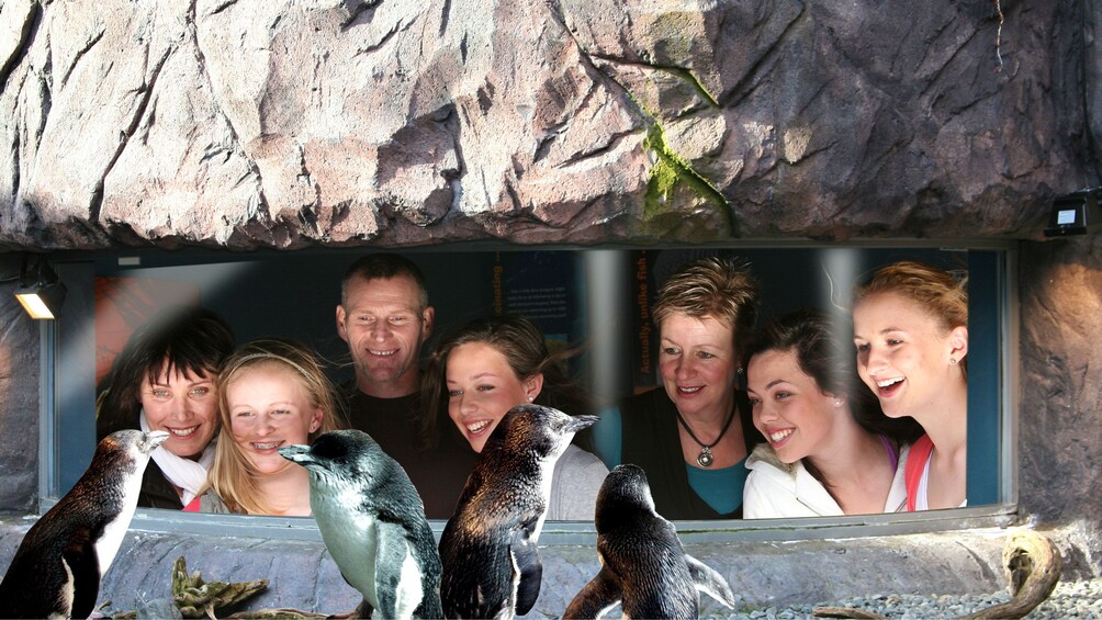 Penguins at the Antarctic Center in Christchurch 