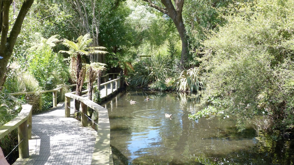 Pond and bridge in New Zealand 