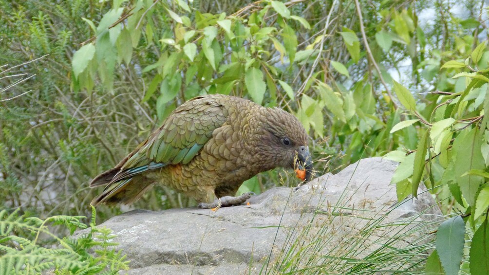 Bird eating in New Zealand 