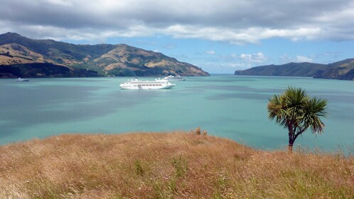 Akaroa Cruise Excursion - Christchurch City Sightseeing & Farm Tour