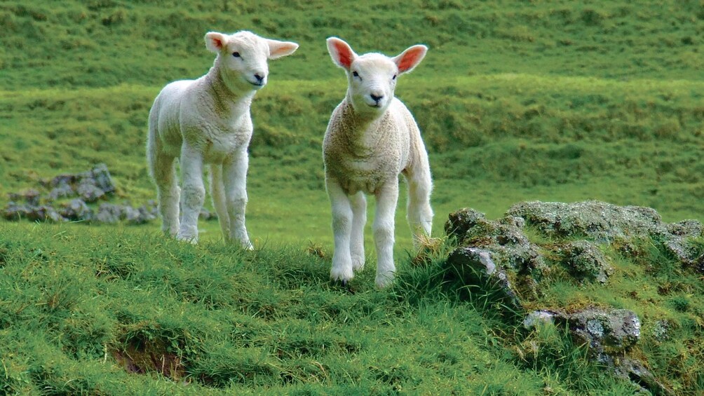 Sheep in Christchurch