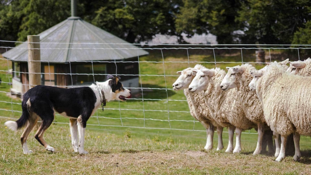 A dog and sheep in Christchurch 
