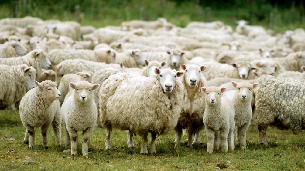 A heard of sheep in Christchurch 