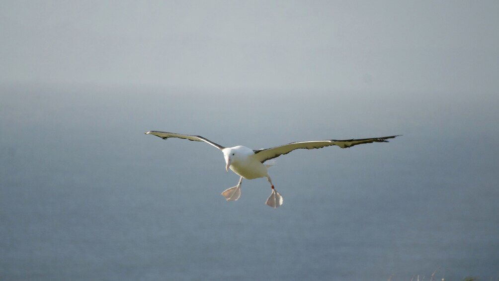 Bird seen flying on the Otago Wildlife Cruise in New Zealand