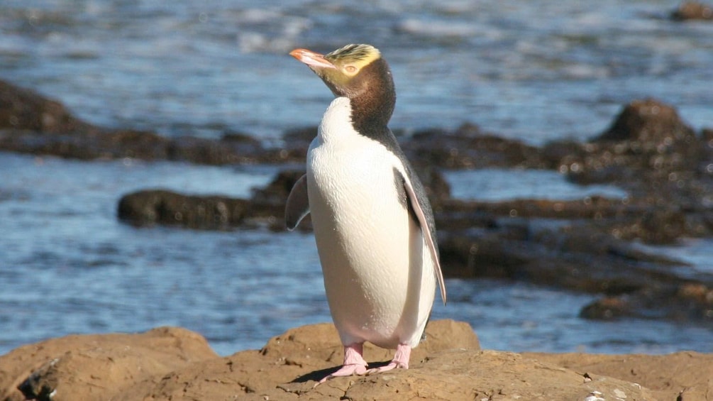 Penguin seen on Otago Wildlife Cruise in New Zealand 