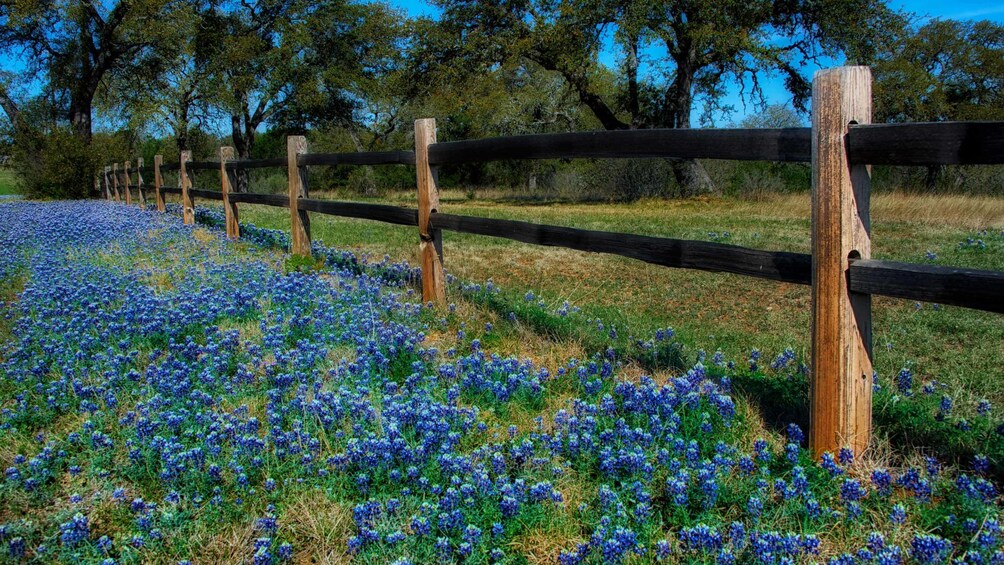 blue flowers along wooden fence in san antonio 