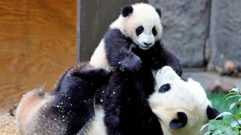 Panda Base, Wenshu Monastery and Tea at People’s Park