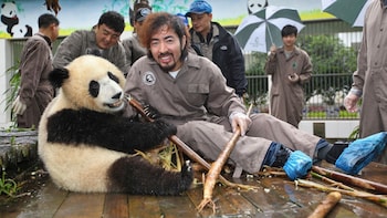 Volunteer at Chengdu Panda Rescue for a Day