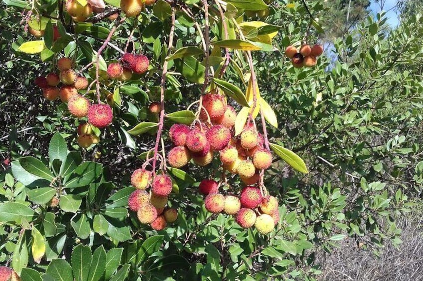 Strawberry tree