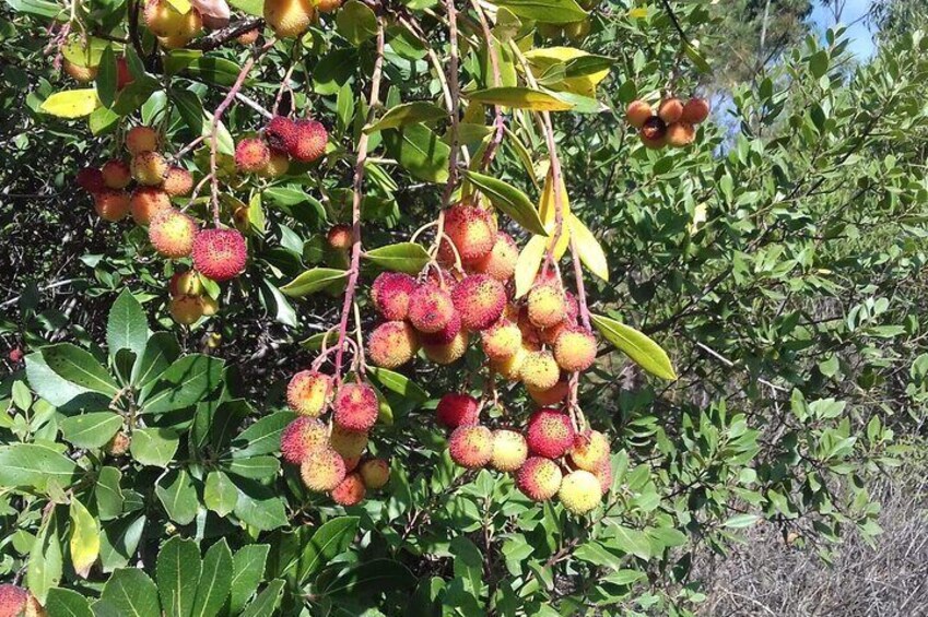 Strawberry tree