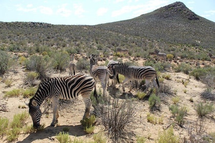 Besök African Big 5 Safari Aquila Game Reserve från Kapstaden - hel dag