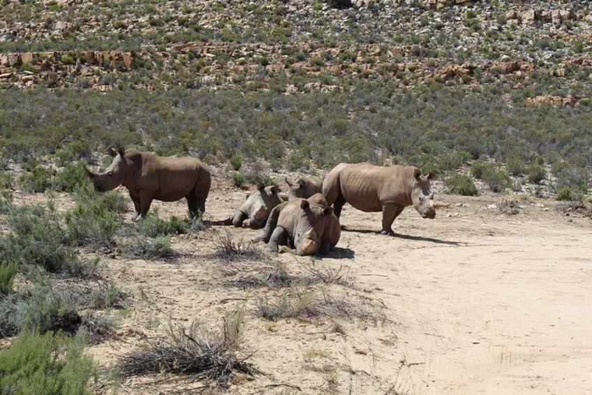 A Rhino family